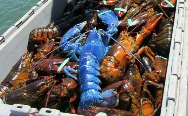 Langosta azul