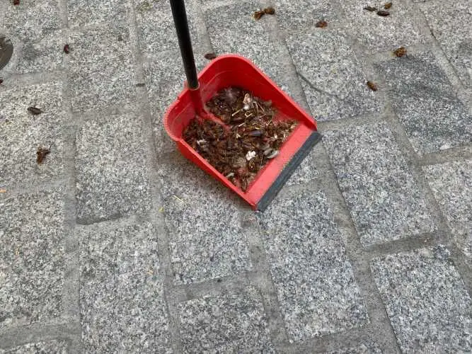 Cucarachas