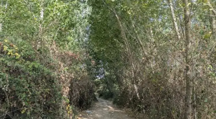 Tala