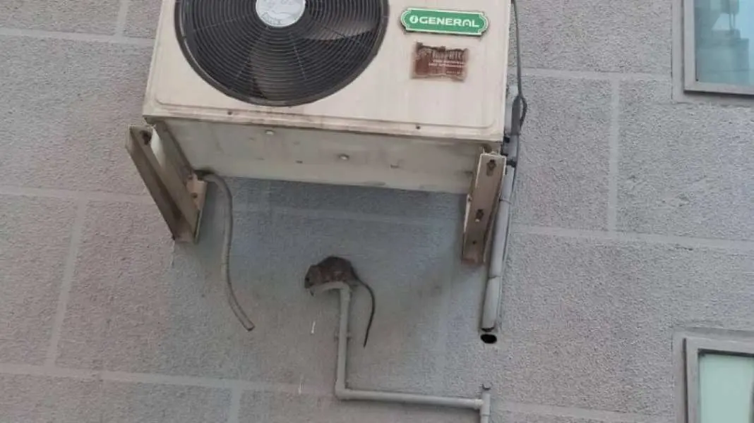 Ratas en Talavera