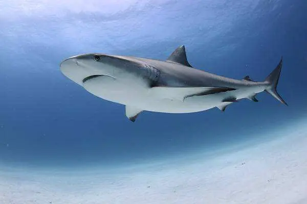 Ataques de tiburones