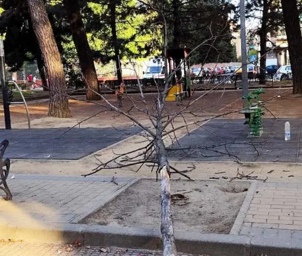 Arboles caidos