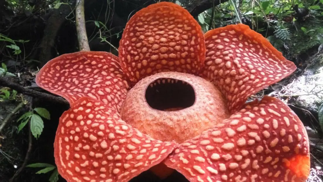 Flor