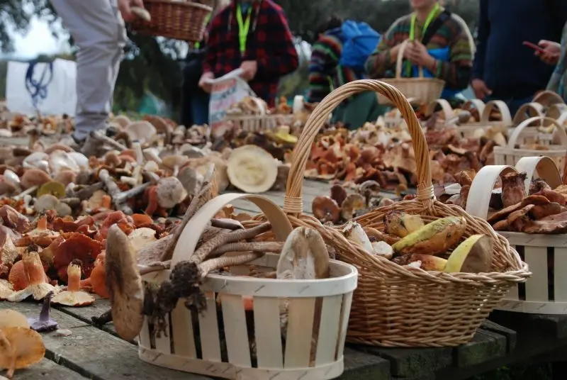 jornada micologica Freixo Domeio Portugal