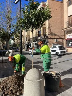 &Aacute;rboles