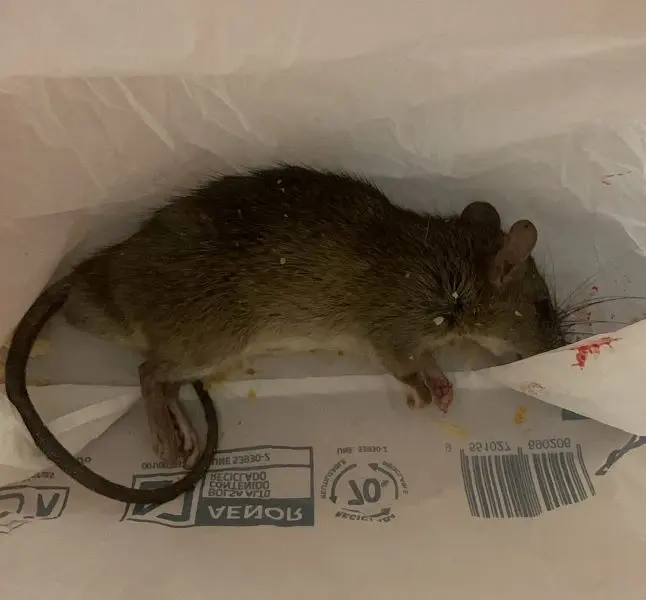 Rata
