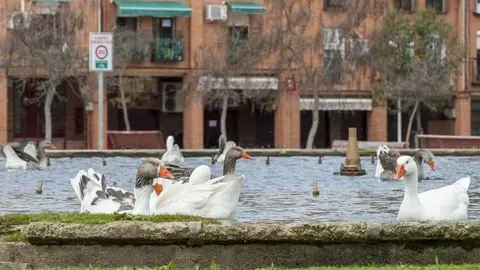 Rotonda de los patos en el Polígono