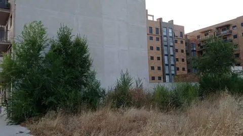 Detalle de la parcela sin desbrozar