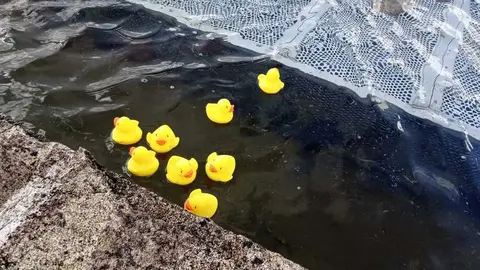 Nueva bandada de patos