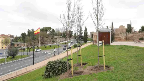 Plantación de árboles en Recadero